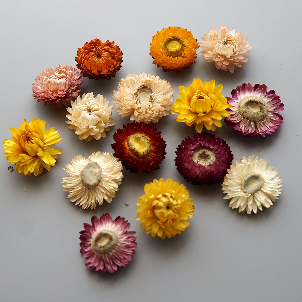 Natural Dried Colorful Chrysan - Baby Products In recension och pris