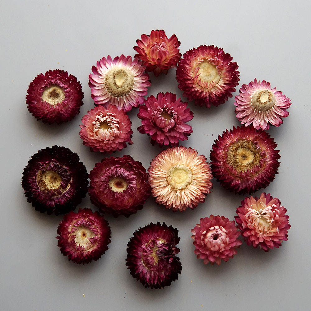 Natural Dried Colorful Chrysan - Baby Products In recension och pris