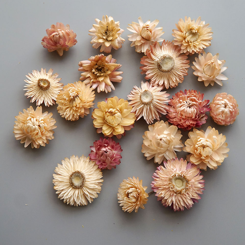 Natural Dried Colorful Chrysan - Baby Products In recension och pris